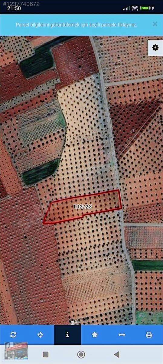 68 agac tonluk Zeytinlik kadastro yoluna sıfır Cook acil satılık - KİLİS MERKEZ fotoğraf 3